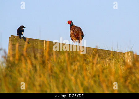 Le faisan commun (Phasianus colchicus) et Européenne (Magpie Pica pica) réunion sur le champ en clôture de bois Banque D'Images