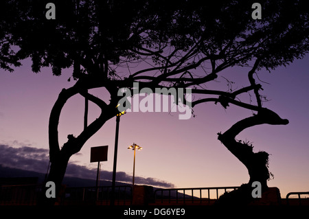 Les arbres et les lampadaires silhouetté contre un ciel aube pourpre. Banque D'Images