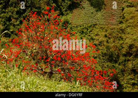 Le magnifique arbre Truffula Bweyeye dans Village, district de Rusizi, au Rwanda Banque D'Images