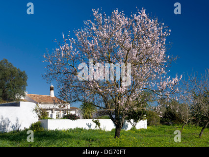 Le Portugal, l'Algarve et fleur d'amandier, une maison rustique (PR) Banque D'Images