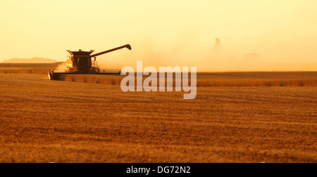 Moissonneuse-batteuse Case IH de la récolte de soja Banque D'Images