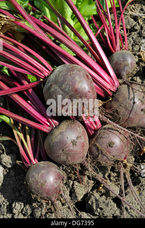 Levé les betteraves rouges ou de betteraves racines dans le potager.variété Boltardy. Banque D'Images