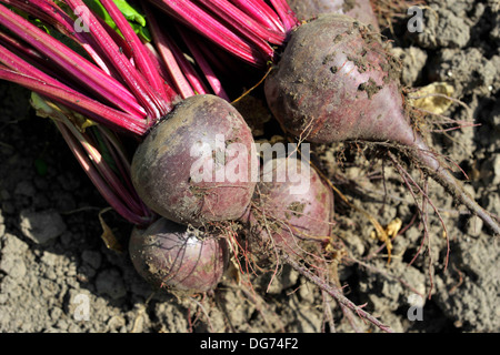 Les betteraves rouges, les racines de betterave dans un potager. Variété Boltardy. Banque D'Images