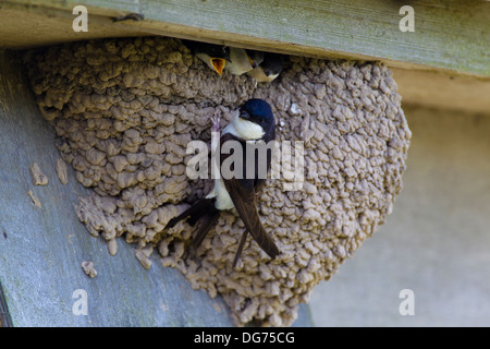 Des profils (Delichon urbica) nourrir les oisillons au nid sous une gouttière, maison d'été, Royaume-Uni Banque D'Images