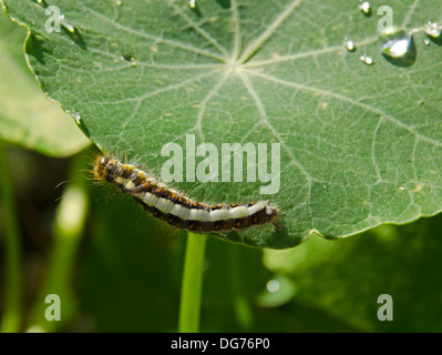Gray dagger moth [acronicta psi] larve Banque D'Images