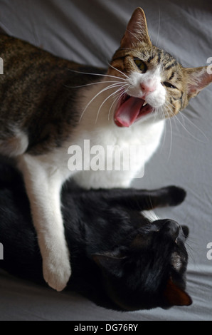 Deux chats jouant, de nettoyage et d'interaction à la maison Banque D'Images