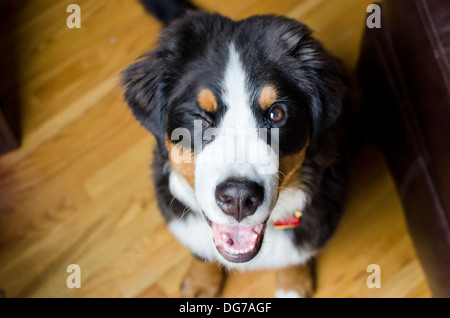 Birdie le Bouvier Bernois est doux ! Banque D'Images