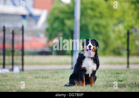 Birdie le Bouvier Bernois est doux ! Banque D'Images