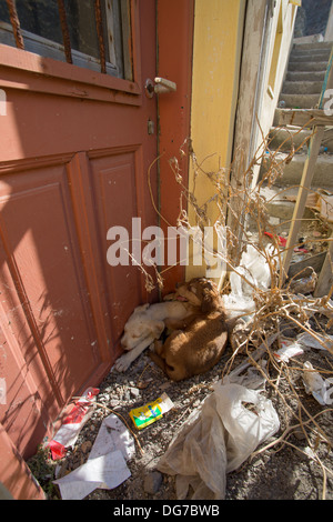 Deux chiots abandonnés dans un coin sale dans les rues de Santorin. Un triste rappel de la crise en Grèce. Banque D'Images