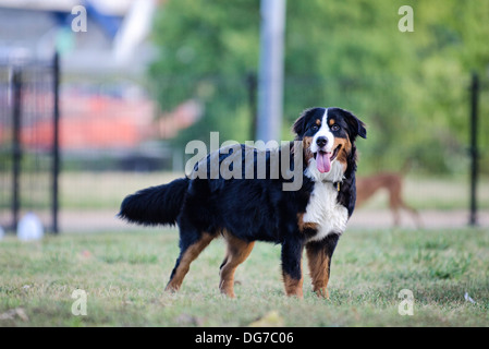 Birdie le Bouvier Bernois est doux ! Banque D'Images