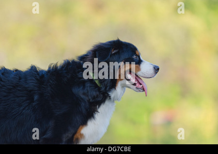 Birdie le Bouvier Bernois est doux ! Banque D'Images