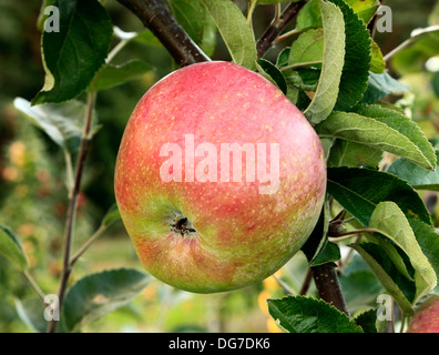 "Apple orley's Seedling', Malus domestica, pommes variété varieties growing on tree Norfolk England UK Banque D'Images