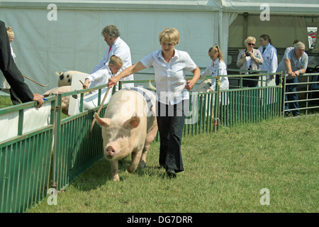 Au Pied De Cochon 2013 à Cheshire Cheshire Angleterre Tabley Banque D'Images