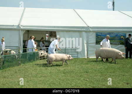 Au Pied De Cochon 2013 à Cheshire Cheshire Angleterre Tabley Banque D'Images