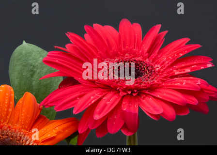 Gerber daisies rouge et orange avec des gouttes d'eau sur eux sur un fond noir. Banque D'Images