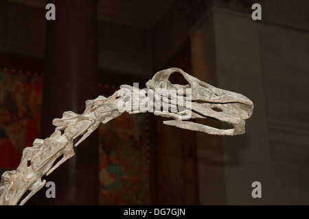 Vue sur le crâne et les vertèbres d'un dinosaure dans le hall de l'American Museum of Natural History à New York. Banque D'Images