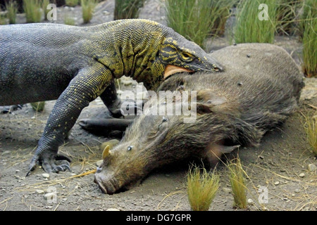 Un écran d'un Dragon de Komodo se nourrissant d'un porc sauvage à l'American Museum of Natural History à New York. Banque D'Images