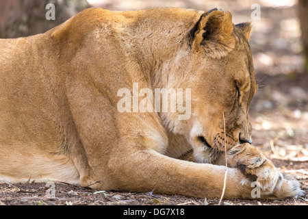 Un gros plan sur une lionne endormie à un parc national en Afrique du Sud Banque D'Images