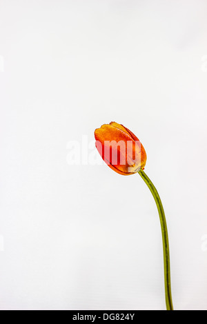 Les tulipes Orange. Une tige verte. Banque D'Images