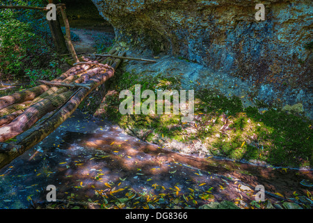 Pont de bois en forêt Banque D'Images