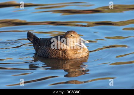 Les femelles de la piscine d'Eider sur l'eau. Banque D'Images