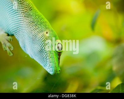 Jour géant (Phelsuma madagascariensis grandis gecko) assis sur le verre Banque D'Images