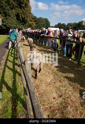 Les visiteurs qui regardent des courses de moutons à la foire annuelle de moutons Masham North Yorkshire Angleterre Royaume-Uni Grande-Bretagne Banque D'Images
