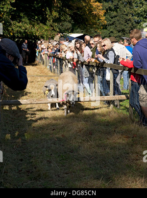 Visiteurs regardant la course de moutons sauter au-dessus de la haie annuelle Masham Sheep Fair North Yorkshire Angleterre Royaume-Uni GB Grande-Bretagne Banque D'Images