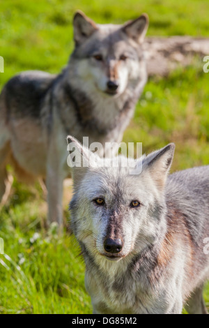 Paire de deux loups gris d'Amérique du Nord, le loup gris, Canis lupus Banque D'Images