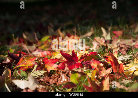 Bournemouth, Dorset, UK. 16 octobre 2013. Autumn Leaves Crédit : John Beasley/Alamy Live News Banque D'Images