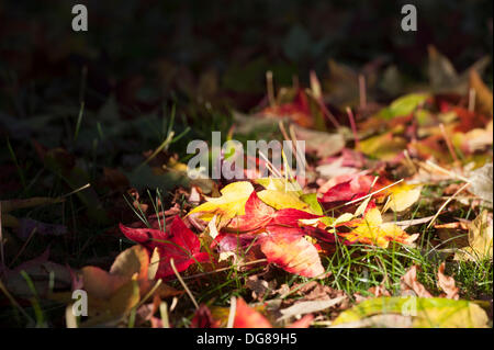 Bournemouth, Dorset, UK. 16 octobre 2013. Autumn Leaves Crédit : John Beasley/Alamy Live News Banque D'Images