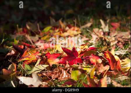 Bournemouth, Dorset, UK. 16 octobre 2013. Autumn Leaves Crédit : John Beasley/Alamy Live News Banque D'Images