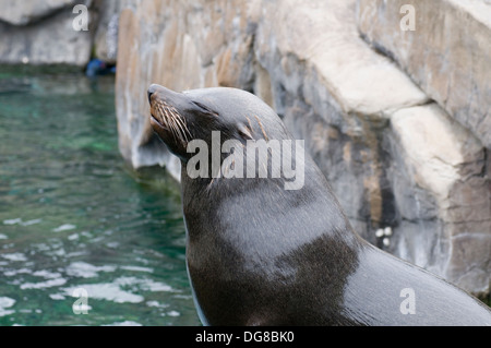 South American Fur Seal Arctocephalus australis assis tranquille avec les yeux fermés Banque D'Images