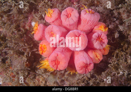 Les polypes fermés de tubastrea coccinea soleil colonie de corail. Alien Invasion de l'île de corail à Buzios, l'Etat de Sao Paulo, Brésil côte. Banque D'Images