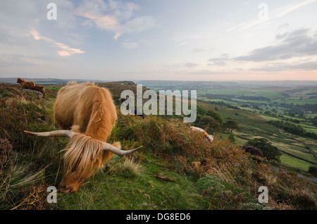 Highland Cattle Grazing au coucher du soleil dans le Peak District. Banque D'Images