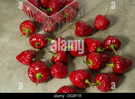 Le habanero piment rouge flétries Banque D'Images