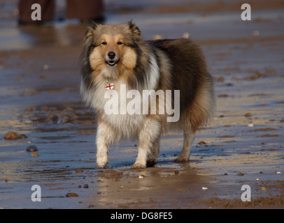 Shetland Sheepdog sur la plage, Bude, Cornwall, UK Banque D'Images