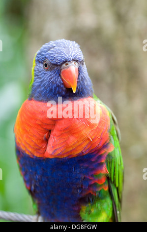 Parqueet. Lory Rainbow Trichoglossus haematodus Indonésie, Australie Banque D'Images