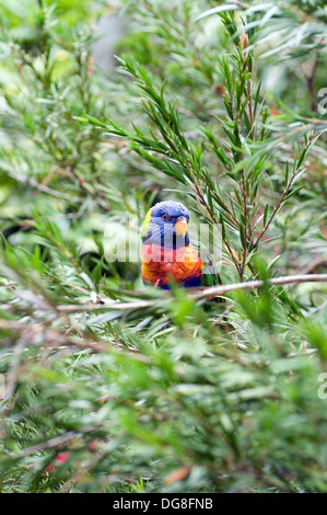 Parqueet. Lory Rainbow Trichoglossus haematodus Indonésie, Australie Banque D'Images