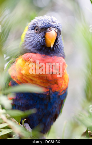 Parqueet. Lory Rainbow Trichoglossus haematodus Indonésie, Australie Banque D'Images