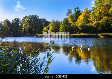 Au début de l'automne la lumière du matin sur le lac à Stanton Park à Swindon, Wiltshire, Royaume-Uni Banque D'Images