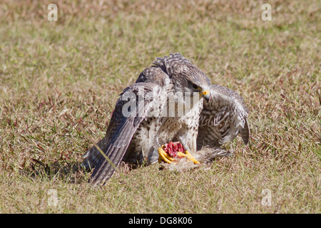 Le faucon gerfaut de manger c'est tuer.(Falco rusticolus).originaire de northrn Canada Banque D'Images