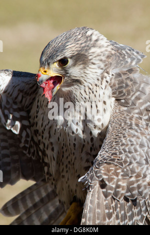 Le faucon gerfaut de manger c'est tuer-libre.(Falco rusticolus).originaire de northrn Canada Banque D'Images