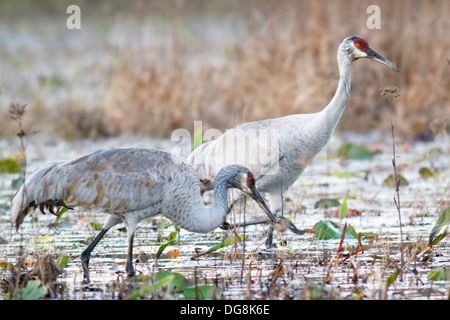 Paire de Grues du Canada de se nourrir dans les marais Okefenokee.(Grus canadensis).Okefenokee National Wildlife Refuge, Géorgie Banque D'Images