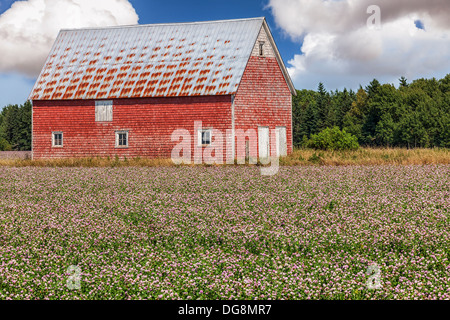 Domaine de trèfle et une vieille grange rouge dans les régions rurales de l'Île du Prince-Édouard, Canada. Banque D'Images