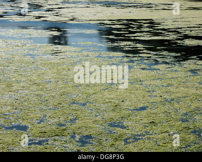 Grand étang de jardin ouvert avec algues flottantes Banque D'Images