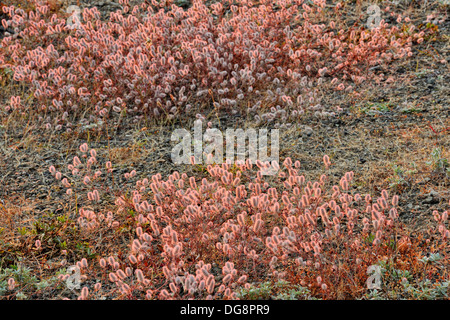 Pied de lièvre Trifolium arvense trèfle-floraison à l'ouragan route colonies Ridge Olympic National Park, Washington, USA Banque D'Images