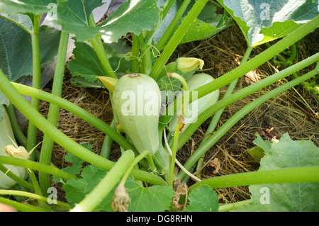 Usine de squash, libanais white bush, la courgette Banque D'Images