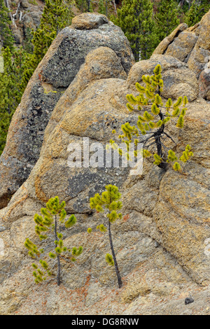 Le pin tordu (Pinus contorta) et les roches Gibbon River Canyon Cascades VIRGINIE Parc national de Yellowstone, Wyoming, USA Banque D'Images