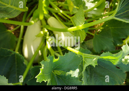 Usine de squash, libanais white bush, la courgette Banque D'Images